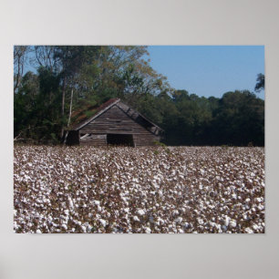 Hoher Baumwolle Poster