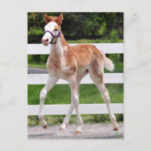 Hoher Steppin Postkarte