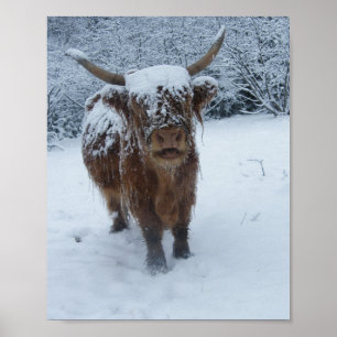 Höhere Kuh im Schnee-Poster Poster