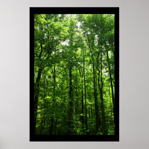 Hohes grünes Baum-Plakat #6183 Poster