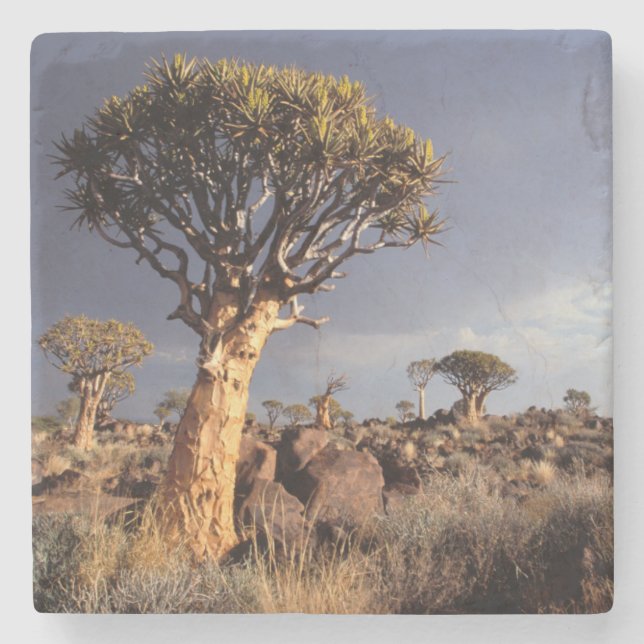Hohlbaume (Aloe Dichotoma) Steinuntersetzer (Vorderseite)