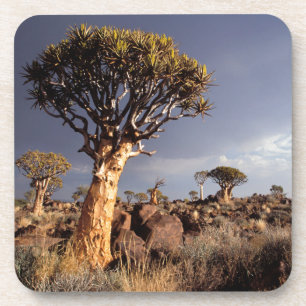 Hohlbaume (Aloe Dichotoma) Untersetzer
