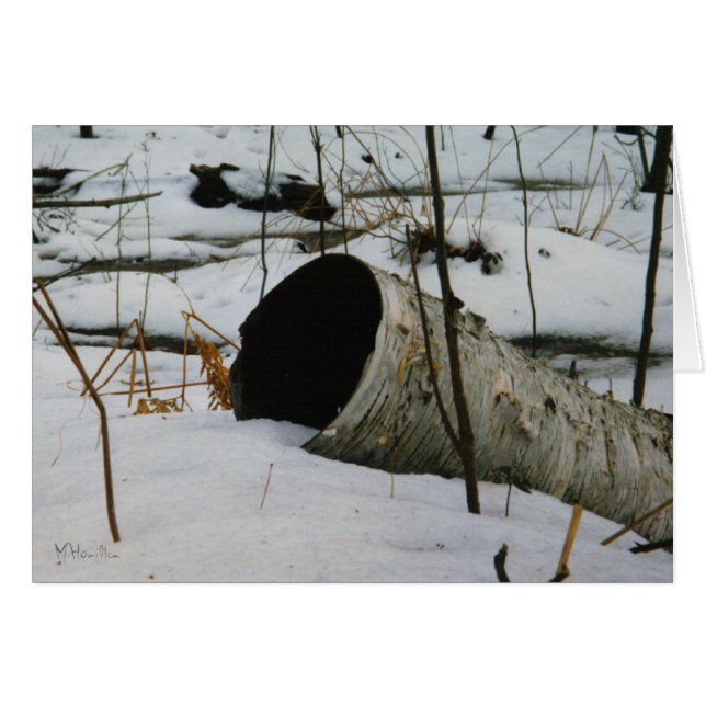 Hohle Birke (Vorderseite (Horizontal))