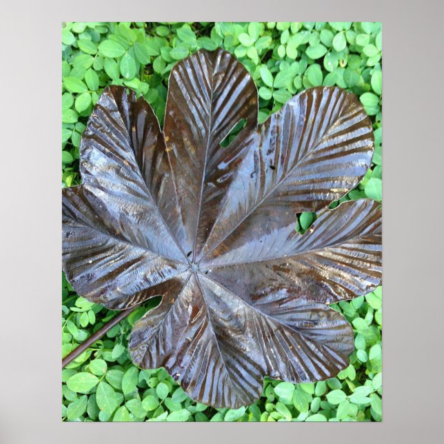 Hoja de Yagrumo seca sobre grame verde Poster (Vorne)