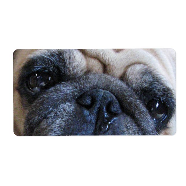 Hol dir bald einen tollen Mops-Hund (Vorne)