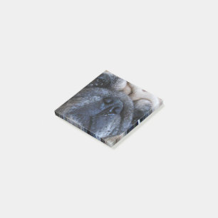 Hol dir bald einen tollen Mops-Hund Post-it Klebezettel