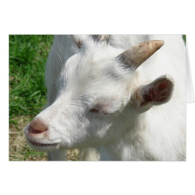 Holen Sie mir ein paar Shades (Vorderseite (Horizontal))