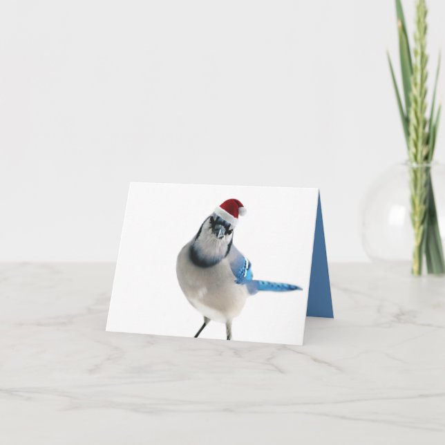 Holiday Blue Jay Feiertagskarte (Vorderseite)