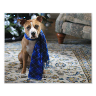 Holiday Cheer von Pit Bull Rescue Dog Fotodruck