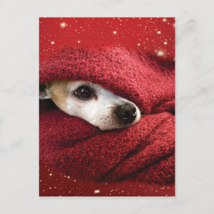 Holiday Chihuahua Feiertagspostkarte