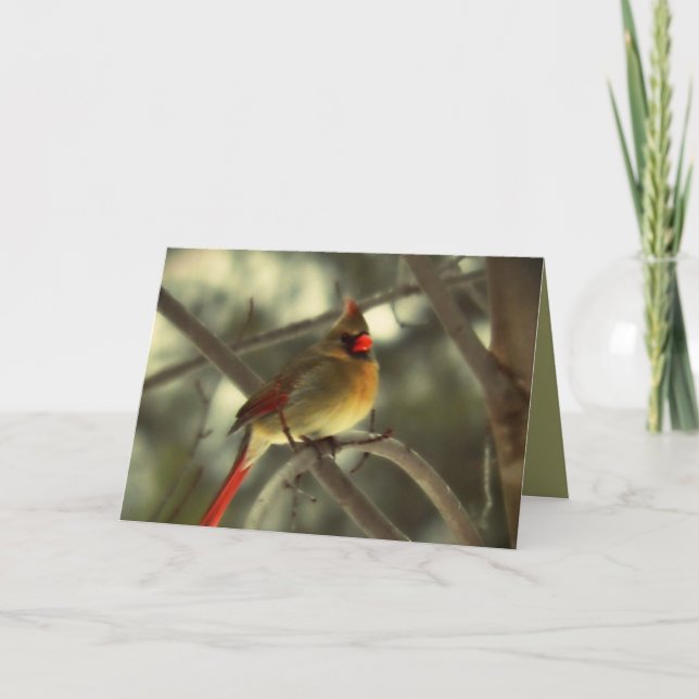 Holiday Female Kardinal Feiertagskarte (Vorderseite)