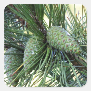 Holiday Pine Cones Quadratischer Aufkleber