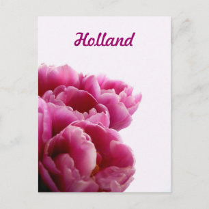 Holland, lila Tulpen Postkarten