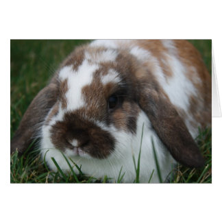 Holland Lop Bunny von T Schwandt Fotografie