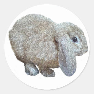 Holland Lop Ohr Rabbit Stickers