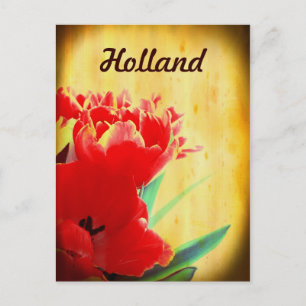 Holland, Orange Tulips Postkarten