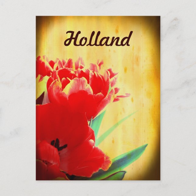 Holland, Orange Tulips Postkarten (Vorderseite)