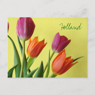 Holland, Tulpen Postkarte