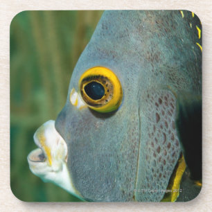 Holländer Antillen, Bonaire, Untersetzer