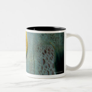 Holländer Antillen, Bonaire, Zweifarbige Tasse