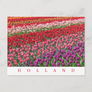 Holländische Tulpenfelder sehen Postkarte
