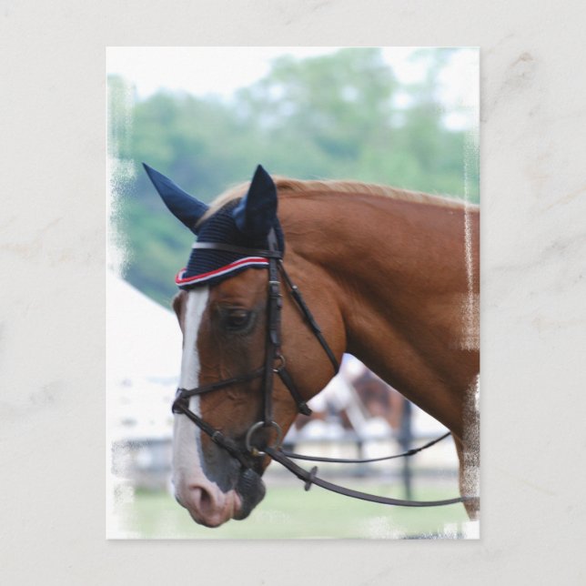 Holländische Warmblut-Pferdepostkarte Postkarte (Vorderseite)
