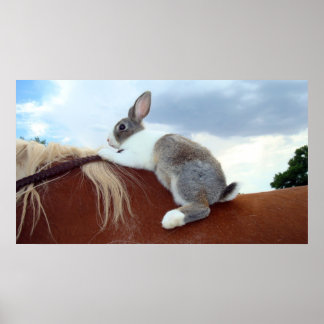 Holländisches Kaninchen auf Pferd Poster