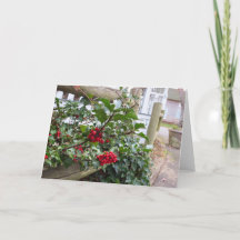Holly Berries and Fence - Martha's Vineyard