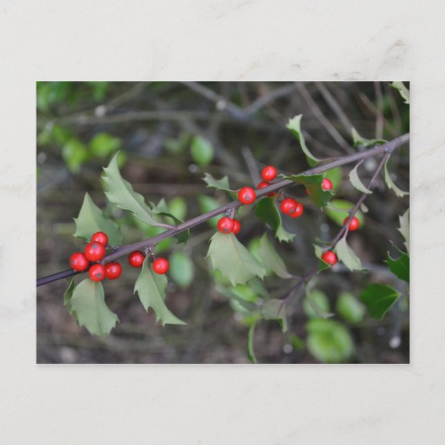 Holly Berries Postkarte (Vorderseite)
