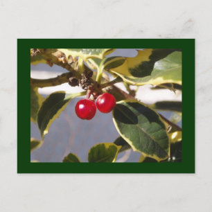 Holly Berry Postkarte