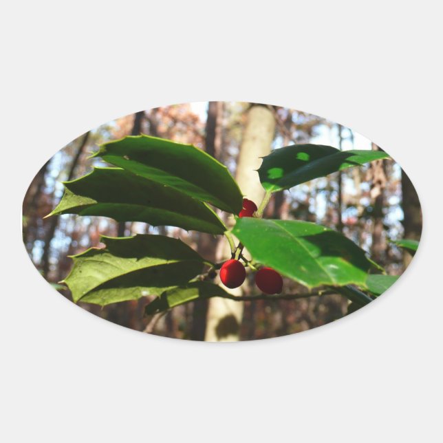 Holly Blätter I Holiday Botanical Ovaler Aufkleber (Vorderseite)