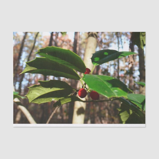 Holly Blätter I Holiday Botanical Seidenpapier (Vorderseite)