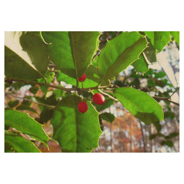 Holly Blätter II Holiday Nature Botanical Holzposter (Vorderseite)