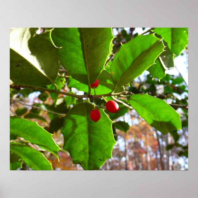 Holly Blätter II Holiday Nature Botanical Poster (Vorne)
