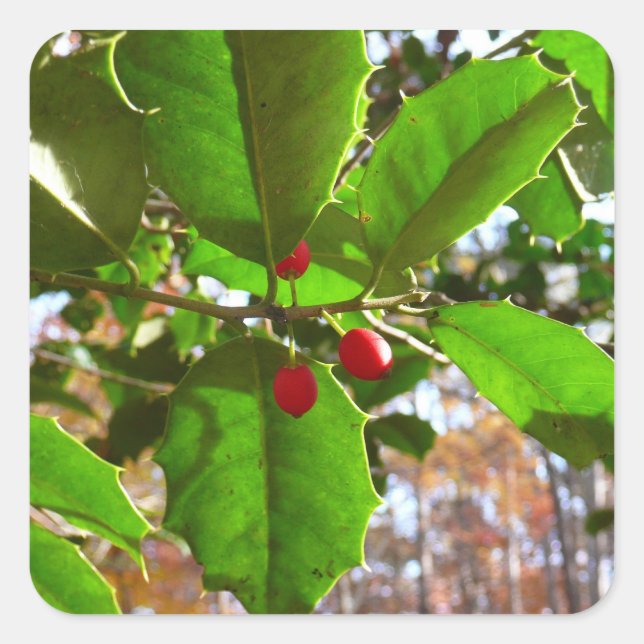 Holly Blätter II Holiday Nature Botanical Quadratischer Aufkleber (Vorderseite)