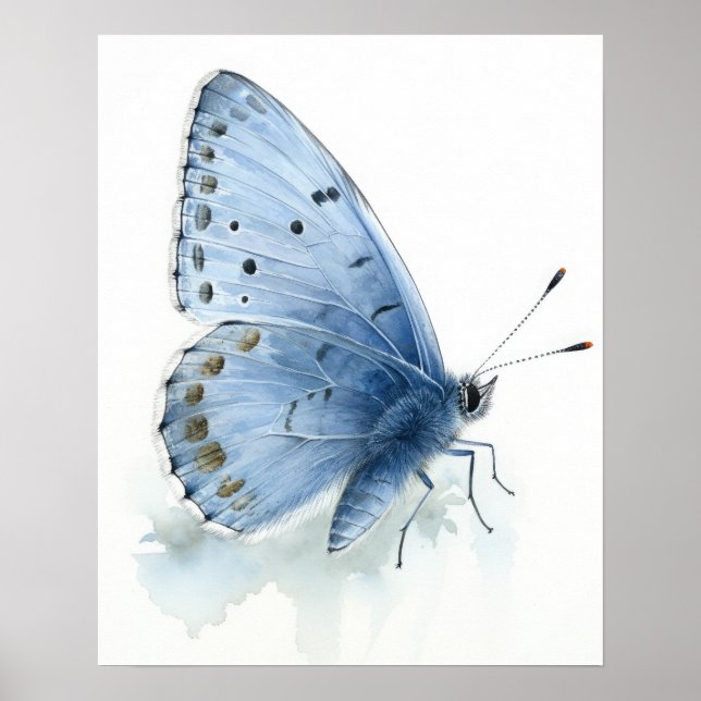 Holly Blue Butterfly Art Print Poster (Vorne)