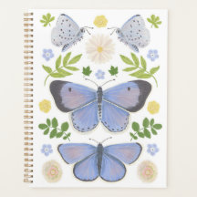 Holly Blue Butterfly