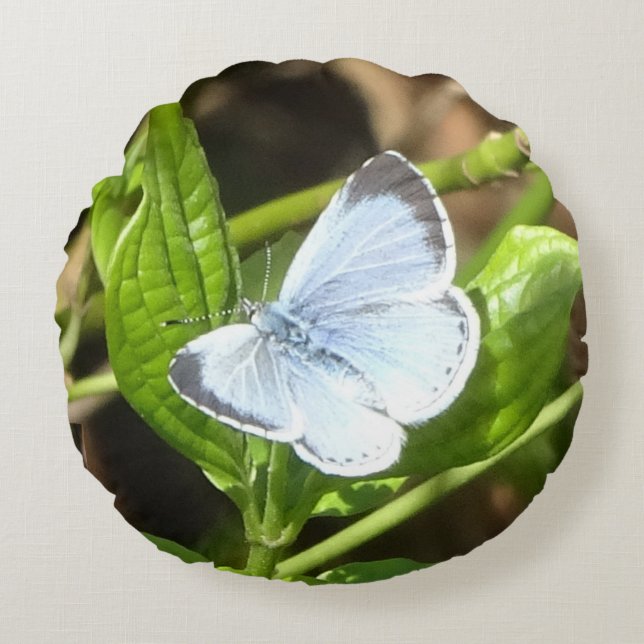 Holly Blue Butterfly Round Pillow Rundes Kissen (Vorderseite)