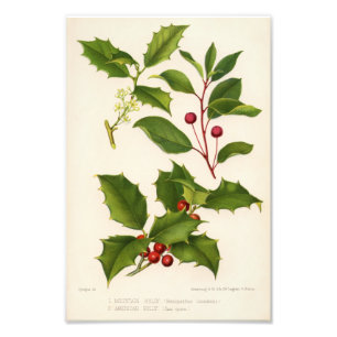 Holly Botanical Illustration Weihnachten Fotodruck