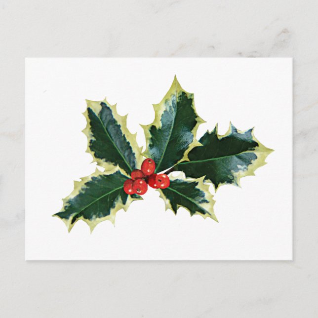 Holly Brownells Variegate Postkarte (Vorderseite)