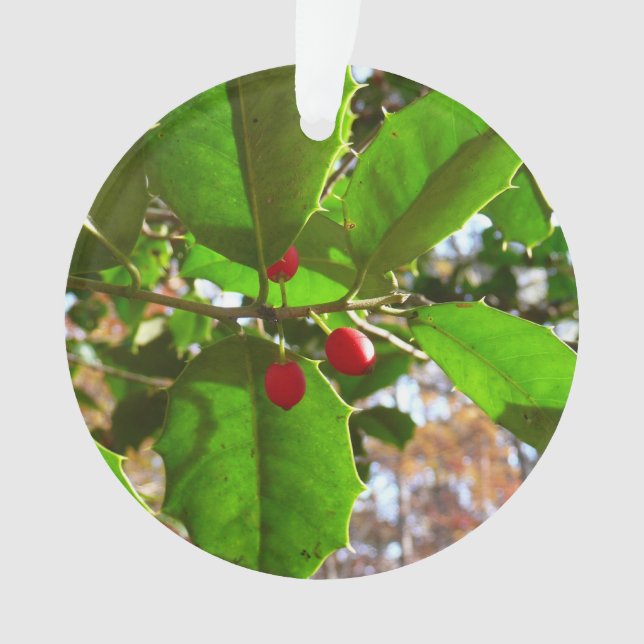 Holly Feuilles II Vacances Nature Botanique (devant)