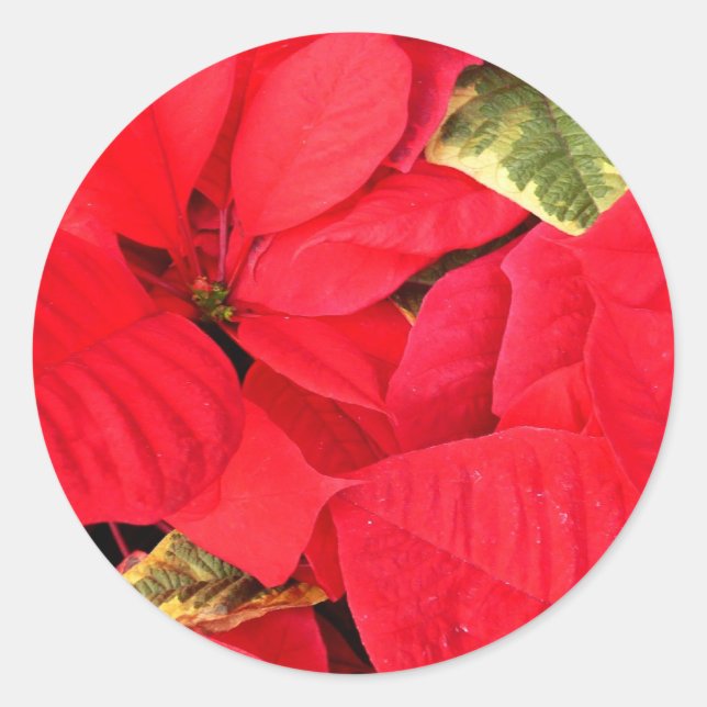 Holly Point Poinsettias Holiday Floral Runder Aufkleber (Vorderseite)