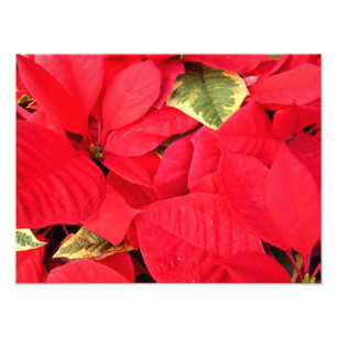 Holly Point Weihnachtssterne Holiday Floral Fotodruck