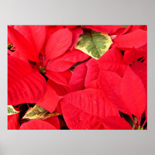 Holly Point Weihnachtssterne Holiday Floral Poster