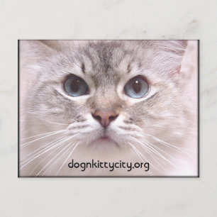 Holly Postcard Postkarte