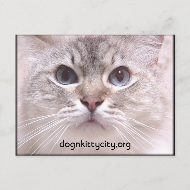 Holly Postcard Postkarte (Vorderseite)