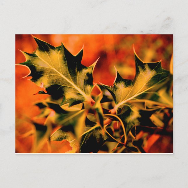 Holly Postkarte (Vorderseite)