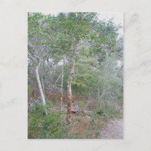 Holly Tree Bark OBX Postcard Postkarte