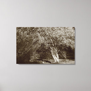 Holly Tree - Sepia Leinwanddruck