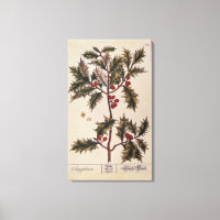 Holly von 'A Curious Herbal', 1782